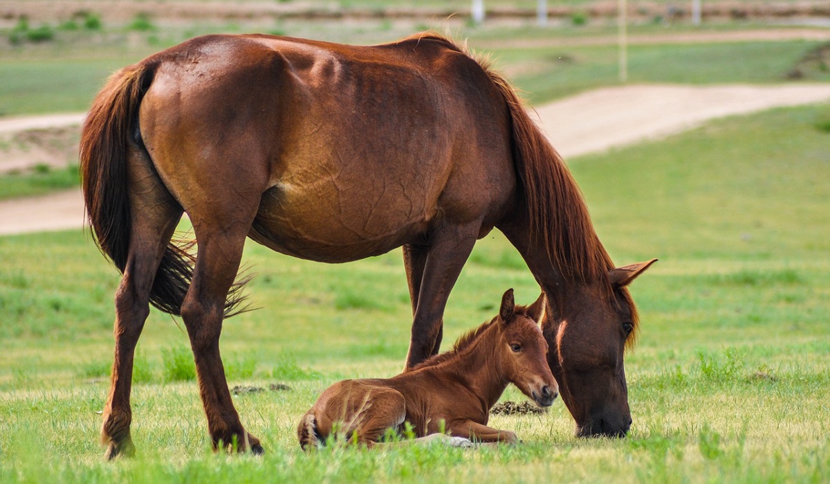 How Long are Horses Pregnant